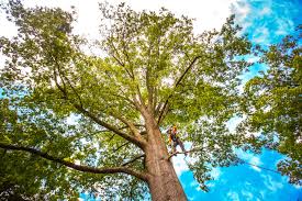 Best Tree Preservation Services  in Lake Dallas, TX