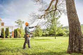 Best Tree Cabling and Bracing  in Lake Dallas, TX