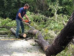 How Our Tree Care Process Works  in  Lake Dallas, TX