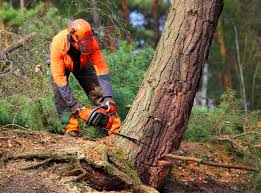 Best Tree and Shrub Care  in Lake Dallas, TX