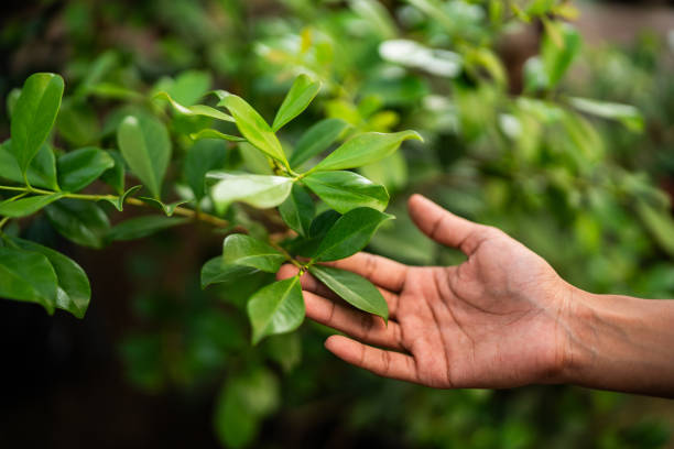 How Our Tree Care Process Works  in  Lake Dallas, TX