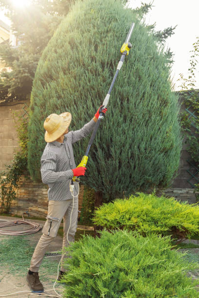 Reliable Lake Dallas, TX Tree Services Solutions
